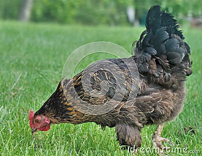 Hen pecking Stock Photo