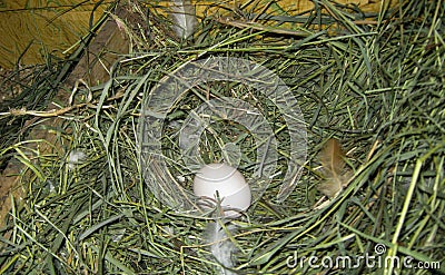 Breeding chickens on the farm Stock Photo