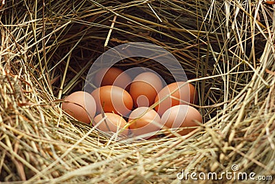 A hen`s nest with eggs.fresh Stock Photo