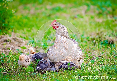 Hen with small chicks Stock Photo