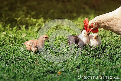 Hen and small fluffy colorful chickens walk on the lush green grass in the yard of the farm on a Sunny spring day Stock Photo