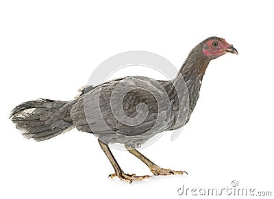 Hen spanish Gamecock Stock Photo