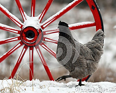 Hen standing by an old wooden wagon wheel in snow in wintery landscape. Stock Photo