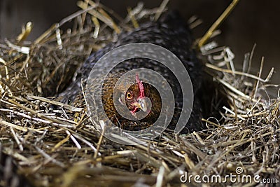 Free range hen in a straw nest laying eggs Stock Photo