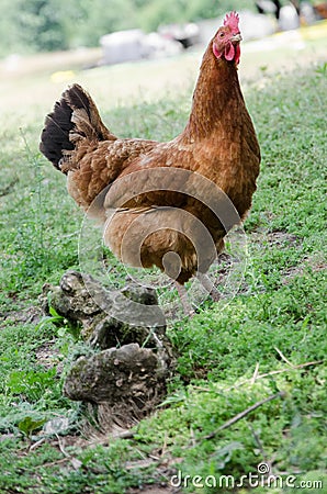 Hen Stock Photo