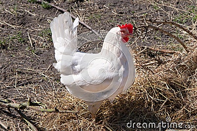 Hen, white hen on courtyard with hay Stock Photo
