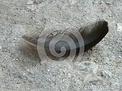 Hen wings Stock Photo