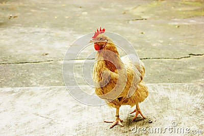 Hen Stock Photo