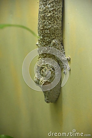 Henkels Leaf Tailed Gecko Blending into Scenery Stock Photo