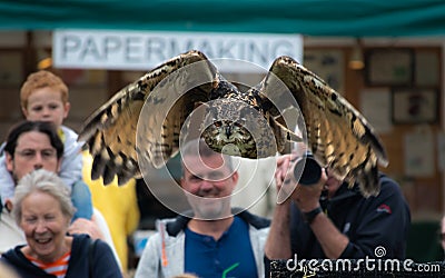 Eurasian Eagle Owl in Flight Editorial Stock Photo