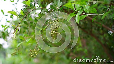 Henna, Alcana, Cypress shrub, Egyptian Rivet, Henna Tree view. New budding plant mainly uses in medicinal purpose and hair dye. Stock Photo