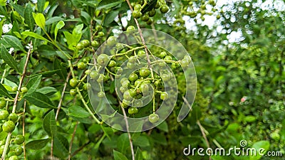 Henna Lawsonia inermis Bunch of young green seeds and fruits at end branch. Used as herbal hair dye. close up background Stock Photo