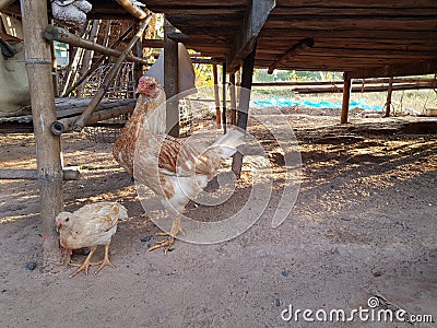 Hens and chicks stand for food on the ground. Stock Photo