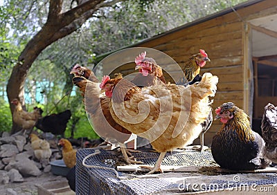 Hens Stock Photo