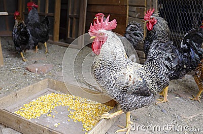 Hens Stock Photo