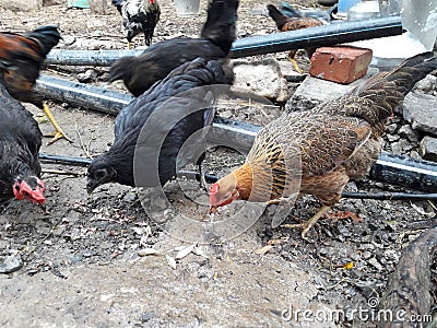 The hens are eating fish Stock Photo