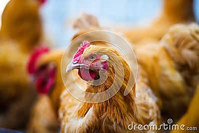 hens on a farm Stock Photo