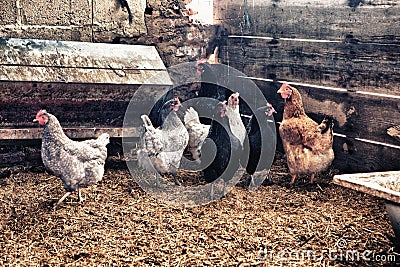 Hens and roosters at hen house Stock Photo