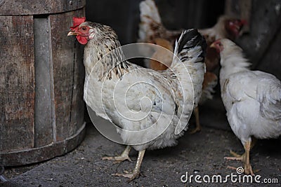 hens stand close together on dark background Stock Photo