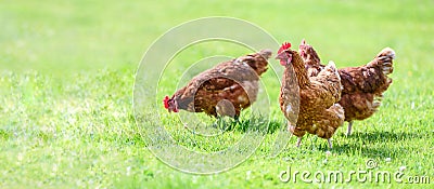 Free and happy hens banner Stock Photo
