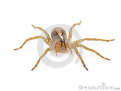 hentz wolf spider - rabidosa hentzi - isolated on white background. Front face view Stock Photo