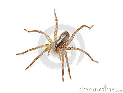hentz wolf spider - rabidosa hentzi - side top profile view isolated on white background. Great detail Stock Photo
