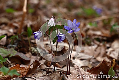 Hepatica and an anemone among leaves. Stock Photo