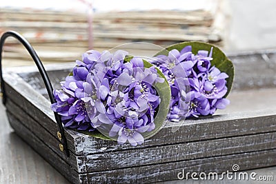 Hepatica flowers, pretty small bouquet. Stock Photo