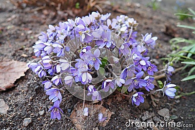Hepatica, liverleaf or liverwort is a genus of herbaceous perennials in the buttercup family. Bisexual flowers with pink Stock Photo