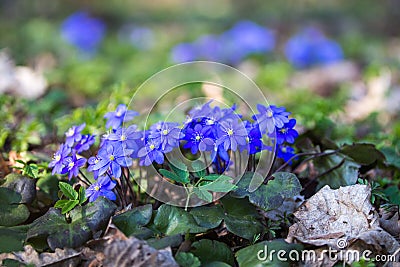 Hepatica nobilis, first spring blue petal flowers Stock Photo