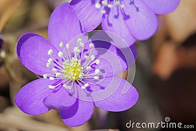 Hepatica Nobilis Flower Stock Photo