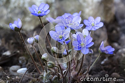 Hepatica nobilis flower closeup shot Stock Photo