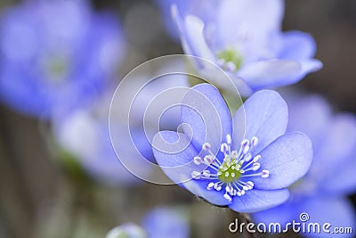 Hepatica nobilis flower closeup shot Stock Photo