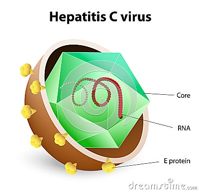 Hepatitis C virus Vector Illustration