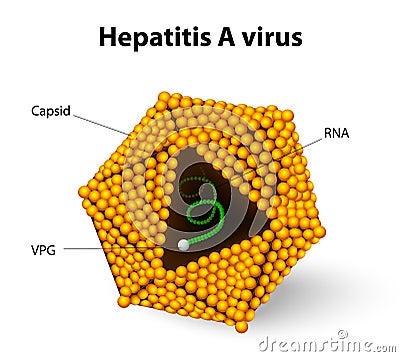 Hepatitis A virus structure Vector Illustration