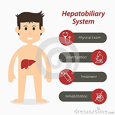 Hepatobiliary system and medical line icon Vector Illustration