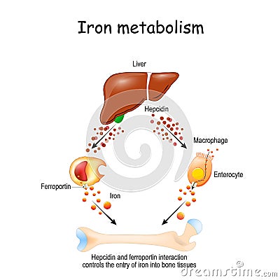 Hepcidin and ferroportin Vector Illustration