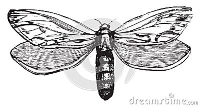 Hepialidae, vintage engraving Vector Illustration