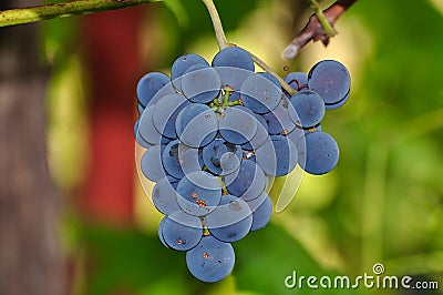 Izabella `Strawberry` grapes 2 - Novaci-Romania Stock Photo