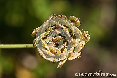 Cow Parsnip Seed Cluster - Bird View Stock Photo