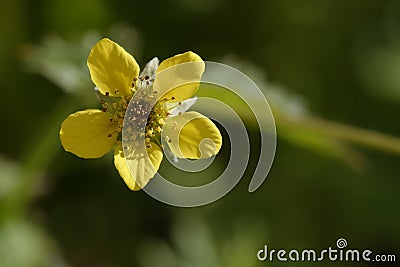 Herb Bennet or Wood Avens Stock Photo