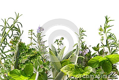 Herb Border Stock Photo