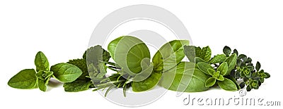 Herb Border on White Stock Photo