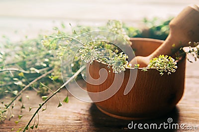 Herb capsella, medicinal herb Stock Photo
