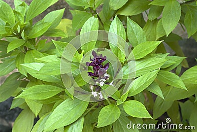 Herb- Clove basil- leaves and flowers Stock Photo