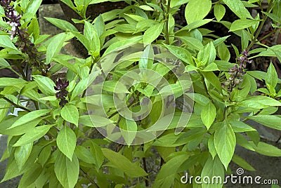 Herb- Clove basil- leaves and flowers Stock Photo