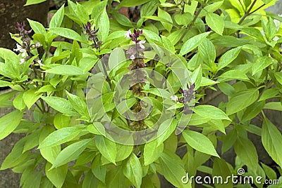 Herb- Clove basil- leaves and flowers Stock Photo