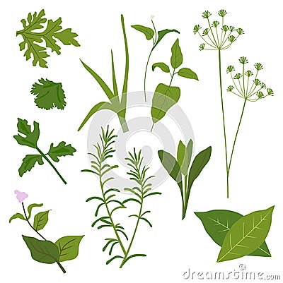Herb Collection Vector Illustration