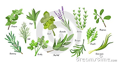 Herb condiment. Culinary seasoning herbal collection. Green dill and basil. Organic bay leaf and parsley. Oregano sage Vector Illustration