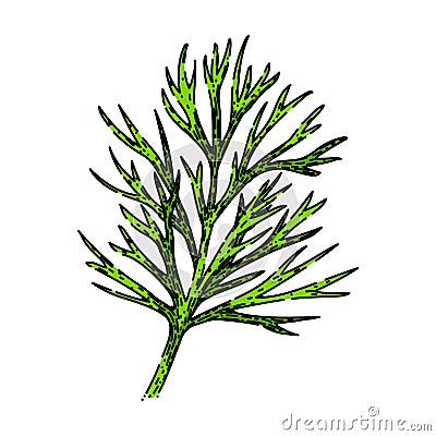 herb dill sketch hand drawn vector Vector Illustration